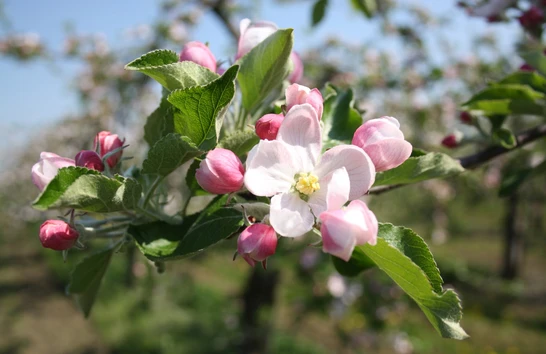 Apfelblüte in der Region Bad Gleichenberg