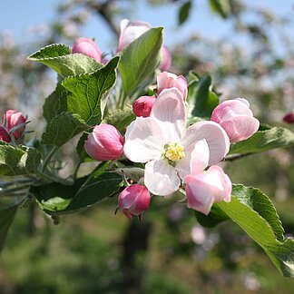 Apfelblüte in der Region Bad Gleichenberg