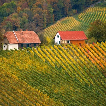 Weinberg im Herbst in der Region Bad Gleichenberg